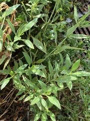 Centranthus ruber