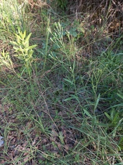 Symphyotrichum subulatum squamatum