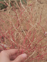 Corispermum hyssopifolium