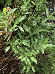 Centranthus ruber