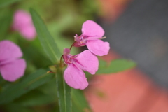 Impatiens chinensis