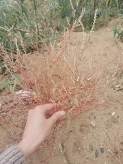 Corispermum hyssopifolium