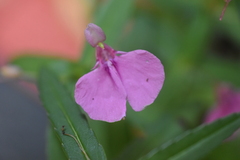 Impatiens chinensis