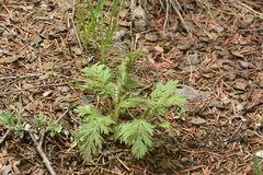 Geum triflorum