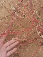 Corispermum hyssopifolium