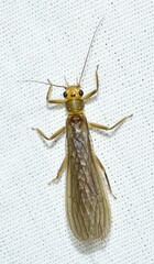 Perlidae