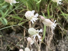 Silene vulgaris