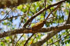 Dryobates passerinus