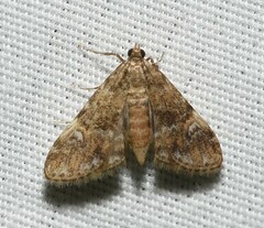 Elophila obliteralis