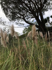 Cortaderia