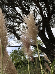 Cortaderia