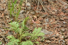 Geum triflorum