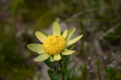 Leucadendron elimense elimense