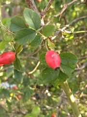 Rosa canina