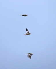 Plectrophenax nivalis