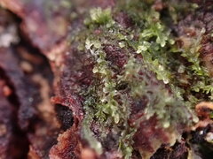 Cephalozia bicuspidata