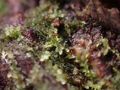 Cephalozia bicuspidata