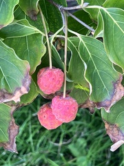 Cornus kousa