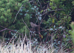 Passerella iliaca