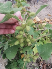 Xanthium orientale
