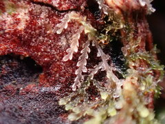 Cephalozia bicuspidata