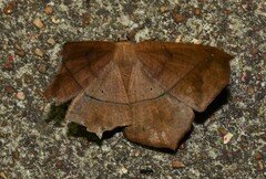 Prochoerodes lineola