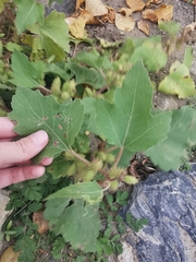 Xanthium orientale
