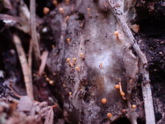 Eustilbum aureum