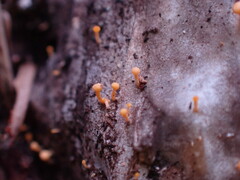 Eustilbum aureum