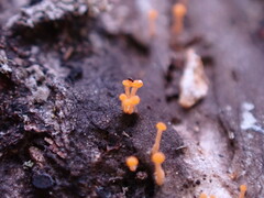 Eustilbum aureum