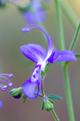 Trichostema setaceum