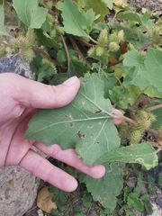 Xanthium orientale