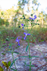 Trichostema setaceum