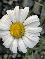 Leucanthemum vulgare