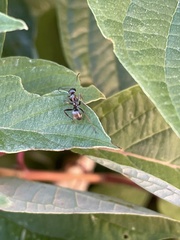 Formica fusca