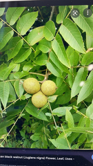 Juglans nigra