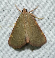 Hypsopygia binodulalis