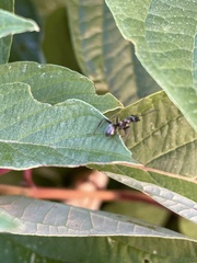 Formica fusca