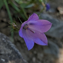 Campanula