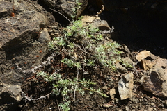 Artemisia michauxiana