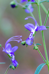 Trichostema setaceum