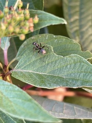 Formica fusca