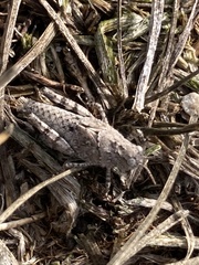 Trimerotropis occidentalis