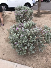 Leucophyllum frutescens