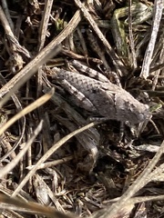 Trimerotropis occidentalis