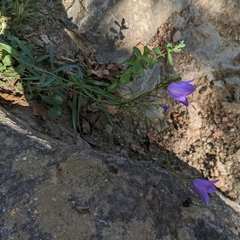 Campanula