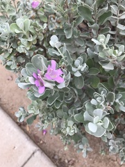 Leucophyllum frutescens