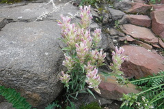 Castilleja elegans
