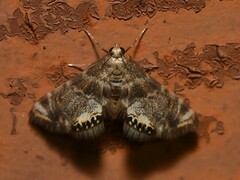 Petrophila fulicalis