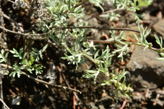 Artemisia michauxiana